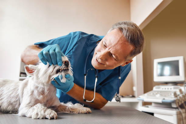 Best Same-Day Emergency Dentist in Hale Center, TX
